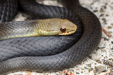 Close up of Australian Swamp Snake