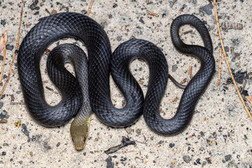 Obraz premium Close up of Australian Swamp Snake