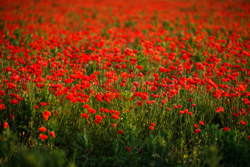 Endless poppy field at sunset on a warm summer day