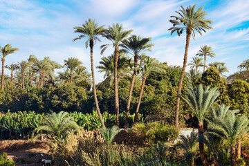 Fototapeta premium palm trees and blue sky