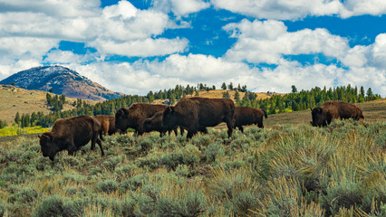 Bisons im Yellowstone Nationalpark