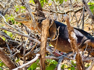 Iguana in Galapagos