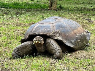 Giant Tortoise Eating