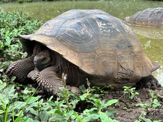 Fototapeta premium Giant Tortoise Relaxing