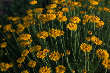 Fototapeta premium yellow Cota tinctoria or golden marguerite flower, close up.