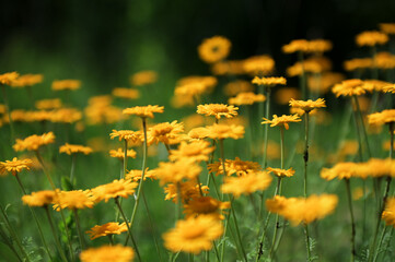yellow Cota tinctoria or golden marguerite flower, close up.