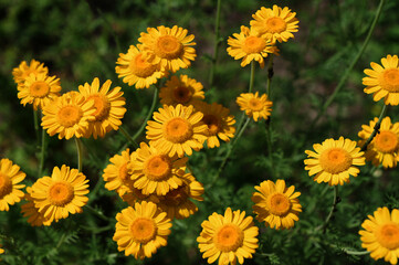 yellow Cota tinctoria or golden marguerite flower, close up.