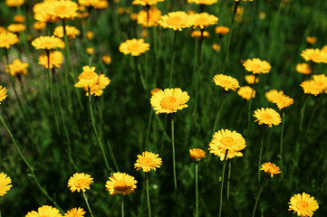 yellow Cota tinctoria or golden marguerite flower, close up.