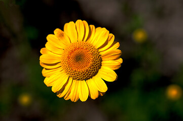 yellow Cota tinctoria or golden marguerite flower, close up.