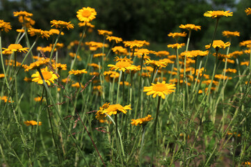 Fototapeta premium yellow Cota tinctoria or golden marguerite flower, close up.