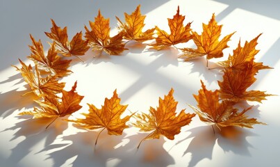 Golden maple leaves arranged in a circular pattern on a clean white surface, sunlight casting soft shadows and highlighting their warm tones