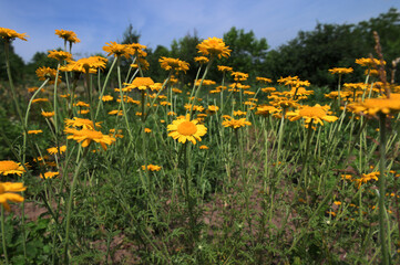 yellow Cota tinctoria or golden marguerite flower, close up.