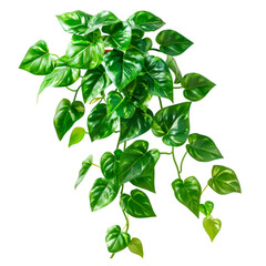 Lush Green Satin Pothos Plant Vibrant Foliage Houseplant