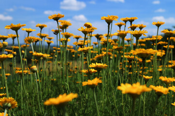 yellow Cota tinctoria or golden marguerite flower, close up.