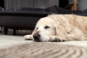 Sick, cold and tired golden retriever dog lying down, sleeping, resting, relaxing. Snot running out of big black nose. Dog on cozy carpet. Relaxed pet at home, comfort, aging flu dog, pet care concept