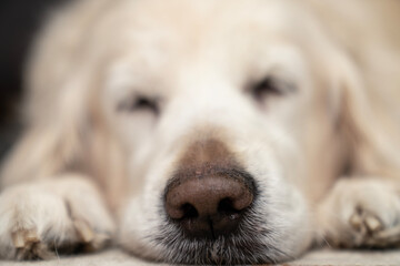 Sick, cold and tired golden retriever dog lying down, sleeping, resting, relaxing. Snot running out of big black nose. Dog on cozy carpet. Relaxed pet at home, comfort, aging flu dog, pet care concept