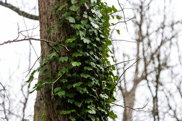 Fototapeta premium Washington Seattle Plants Vines in Trees