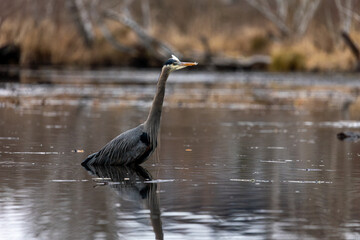 Washington Park Arboretum Great Blue Heron Seattle Wildlife