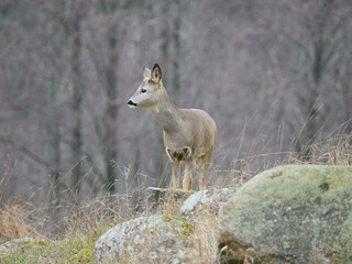 sarna europejska, roe, roedeer, Suwalszczyzna. Sarny w naturalnym środowisku, w jesiennych barwach. © filozofgrecki