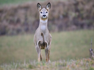 sarna europejska, roe, roedeer, Suwalszczyzna. Sarny w naturalnym środowisku, w jesiennych barwach. © filozofgrecki