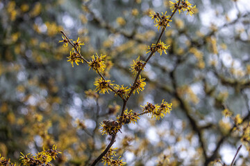 Washington State Flowers, Wilderness, Nature