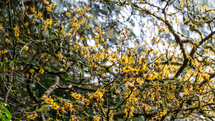 Washington Park Arboretum, Flowers, Nature