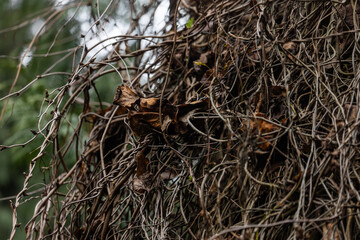 Vines in Seattle Washington, Plants, Trees