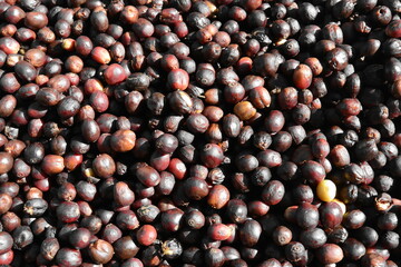 Drying Coffee Beans in Panama