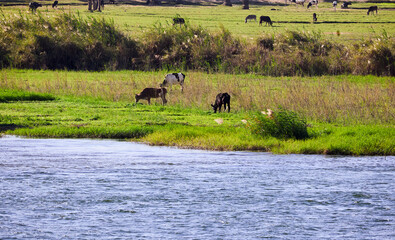 cows in the field