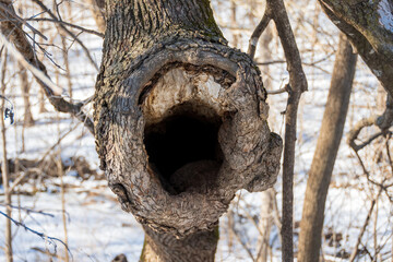 old tree trunk