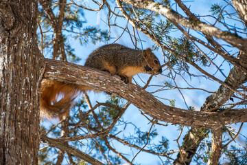muddy squirrel in tree