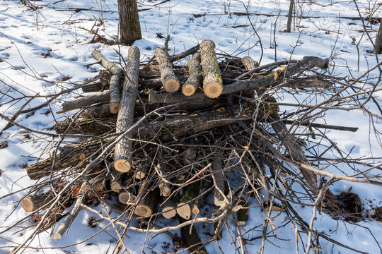 brush pile in forest