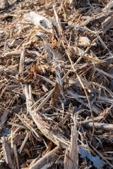 wood shavings in woods