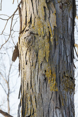 shagbark hickory tree
