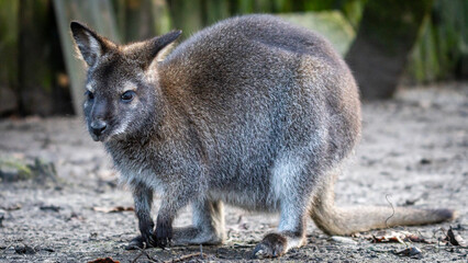 A kangaroo is standing on the ground with its head down