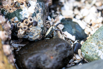 Small Crab Hiding in Barnacles in Seattle, WA