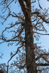 Oak Tree Canopy in Winter