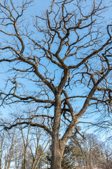 Oak Tree Canopy in Winter