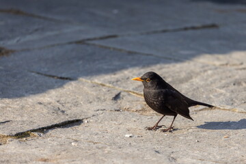 Amsel