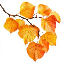 Fototapeta premium Fall gold