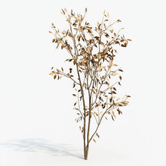Realistic Dry Plant with Sharp Details and Shadows