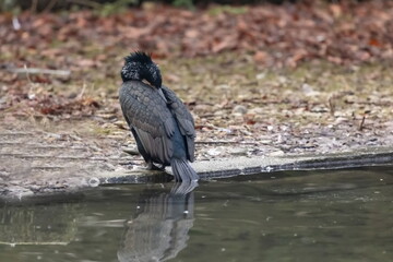 Kormoran