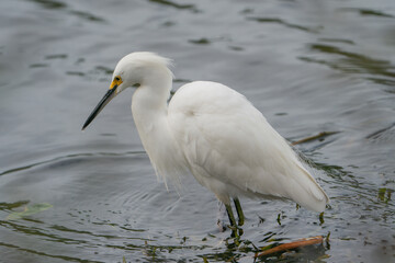 Snowy egret staning in the shallow water of a river.