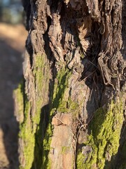 bark of a tree