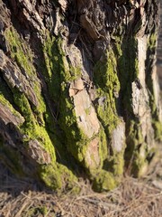 old tree bark