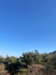 Obraz premium trees in the mountains