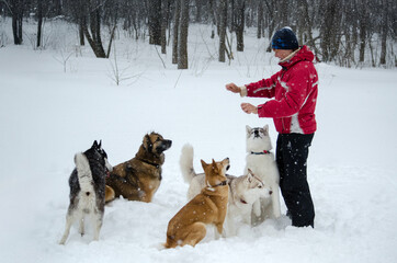 Winter dog training in snowy forest
