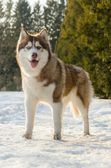Siberian husky standing on snow in sunlit forest