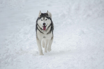 Husky running in snowy landscape with tongue out
