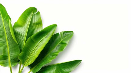 Vibrant green banana leaves set against a crisp white backdrop, showcasing the lushness of exotic palm tree foliage.